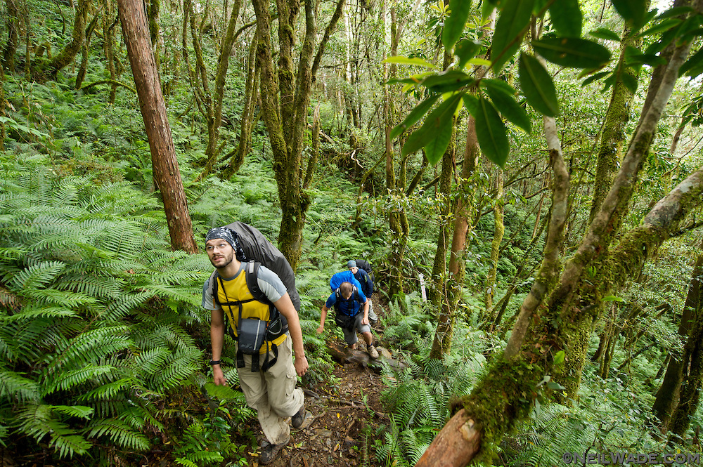 Hikers walk through a lush Taiwan mountain forest filled with moss and ferns.