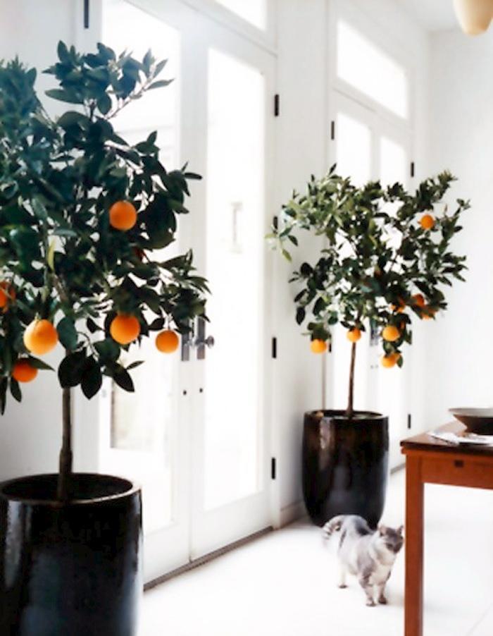 indoor-fruit-tree