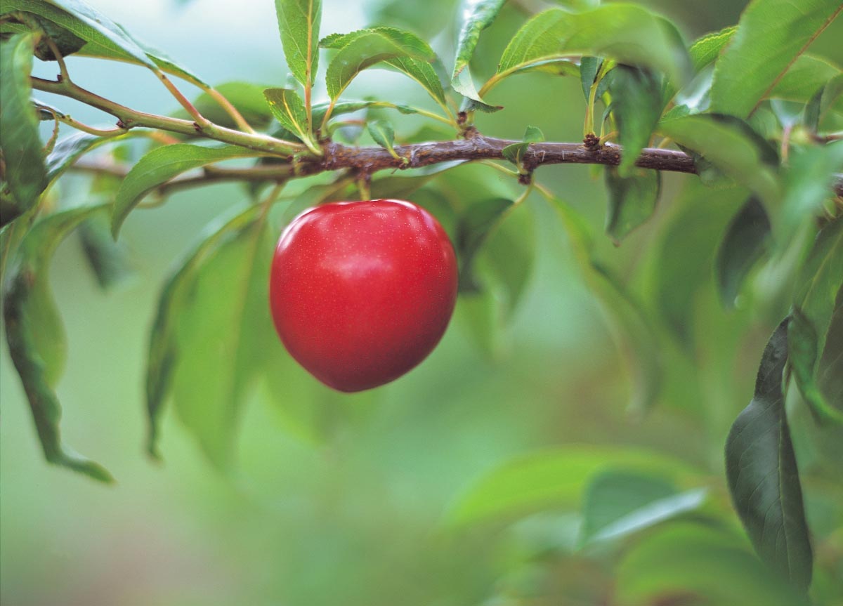 Red-Fruit-Grow-Tree
