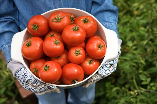 Garden-Fresh-Tomatoes-e1460459453246