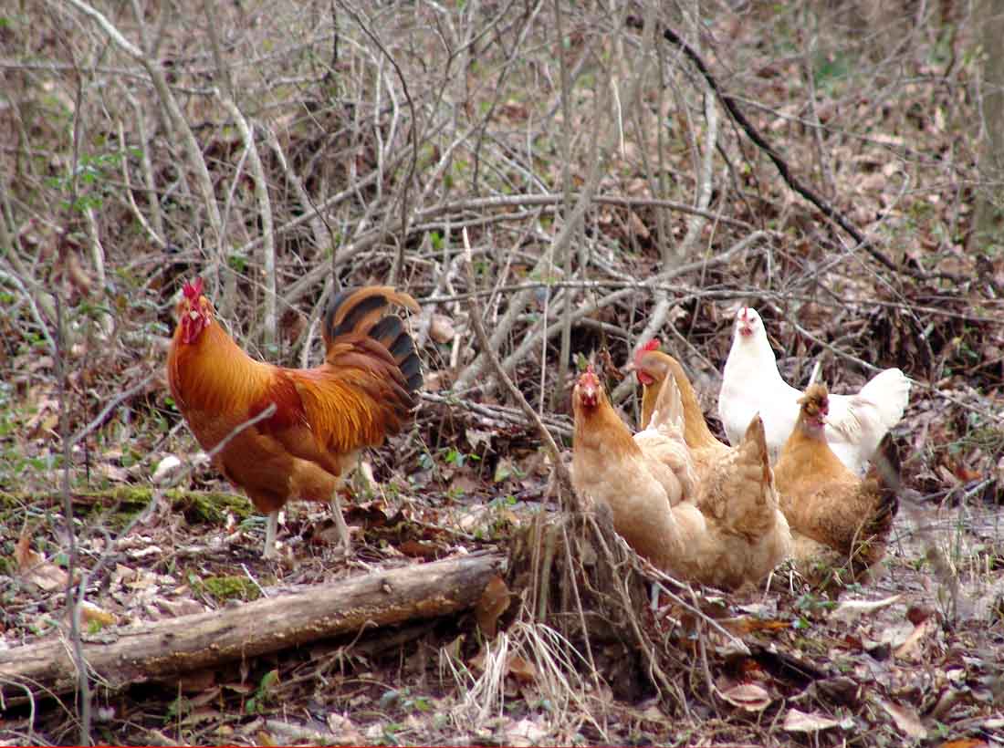 chickens-woods-forage