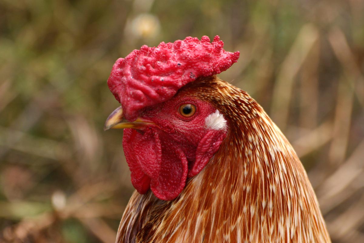 Chicken-Head-Face-Close-up