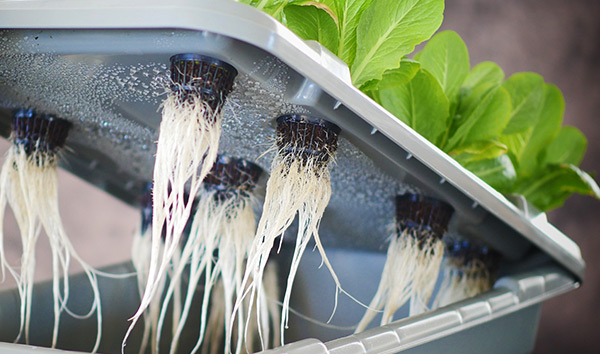 grow-box-food-rising