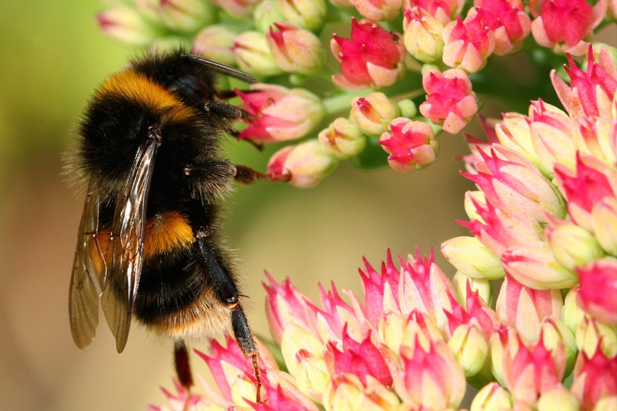 Bee-And-Flower