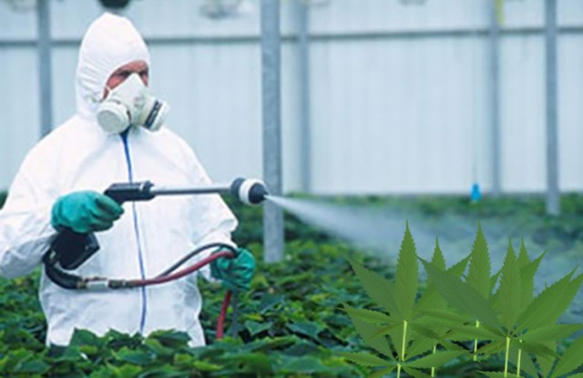 marijuana pesticides