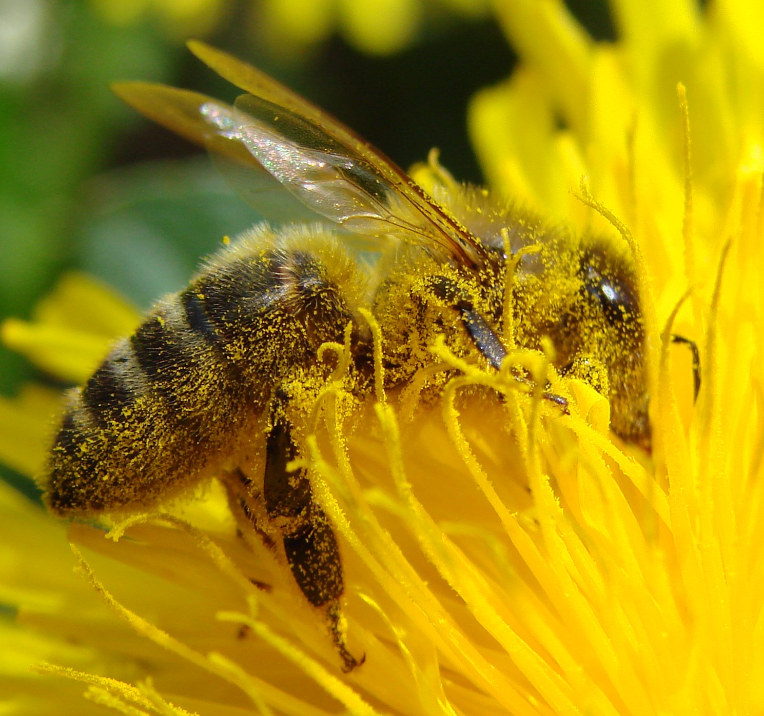 pollination_bee_dandelion