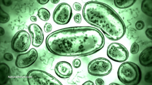 Bacteria-Germs-Cells