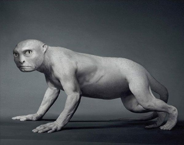 chimeras