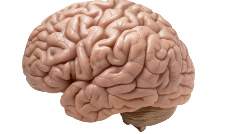 brain
