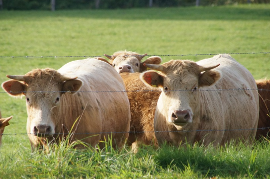 cow
