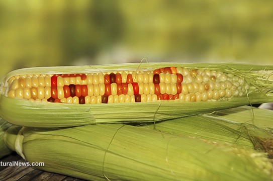 Gmo-Corn-Crop-Stalk