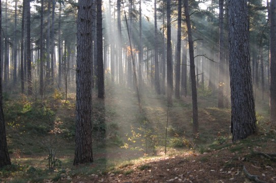 trees