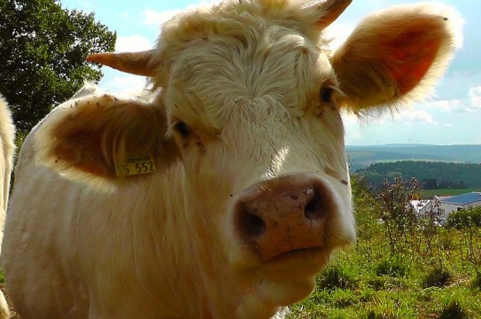 Cow