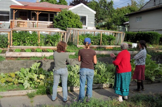 yard-garden-plot-homesteading