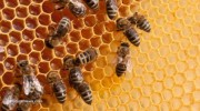 Bees-Hive-Honey-Comb