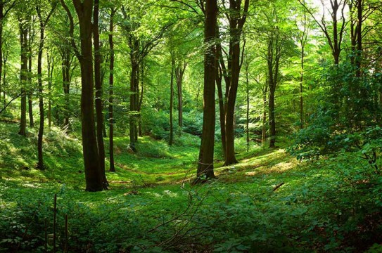 forest-trees-green